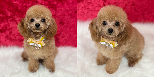 母犬