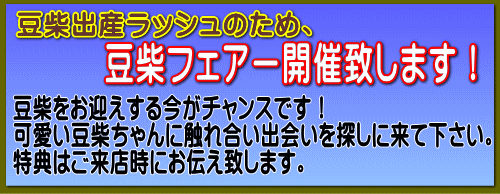 豆柴フェアー開催致します!