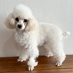 Œð”zŒ¢TP_ƒzƒƒCƒg