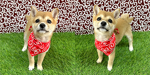 子犬情報 - 豆スケ☆豆プー