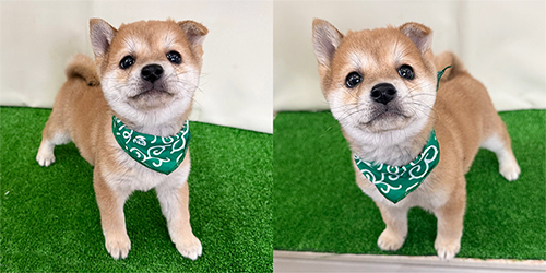 子犬情報 - 豆スケ☆豆プー