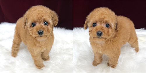 トイプーママ様ご確認用♥オーダー品 子犬情報 - 豆スケ☆豆プー