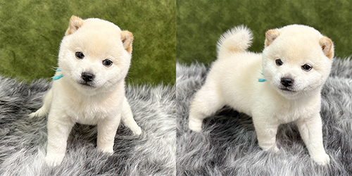 子犬情報 -岡山ふるさと舎- 豆スケ☆豆プー