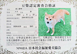 母犬_豆柴_赤