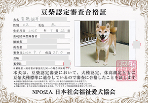 母犬_豆柴_赤