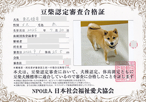 母犬_豆柴_赤