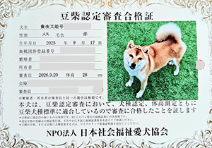 母犬_豆柴_赤