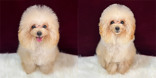 �ꌢ�A�v���R�b�g