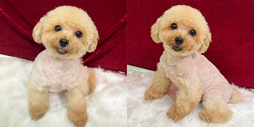 母犬アプリコット