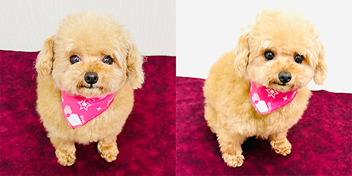 母犬アプリコット