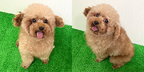 �ꌢ�A�v���R�b�g